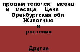 продам телочек 1 месяц и 2 месяца. › Цена ­ 0 - Оренбургская обл. Животные и растения » Другие животные   . Оренбургская обл.